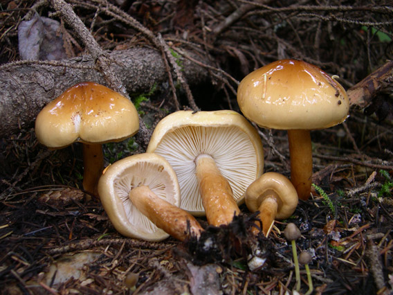 Limacella glischra group